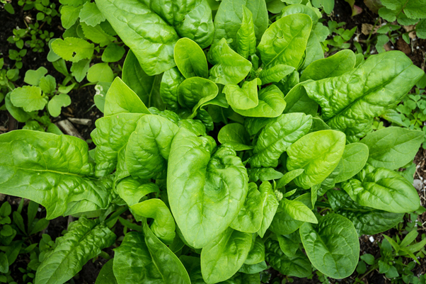 Organic farming of spinach