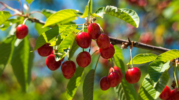 Organic farming of cherry