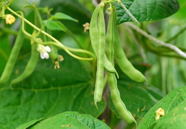 Organic farming of beans