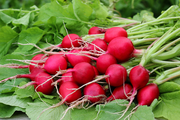 Organic farming of radish